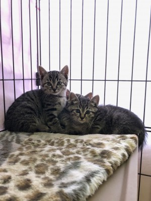 ボランティア活動報告（5月07日）-2